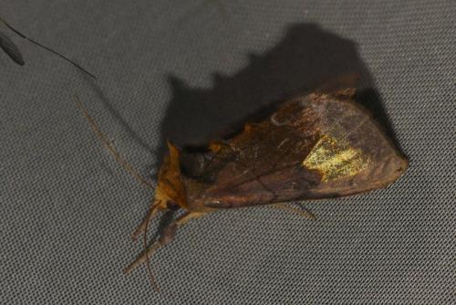 Diachrysia chryson